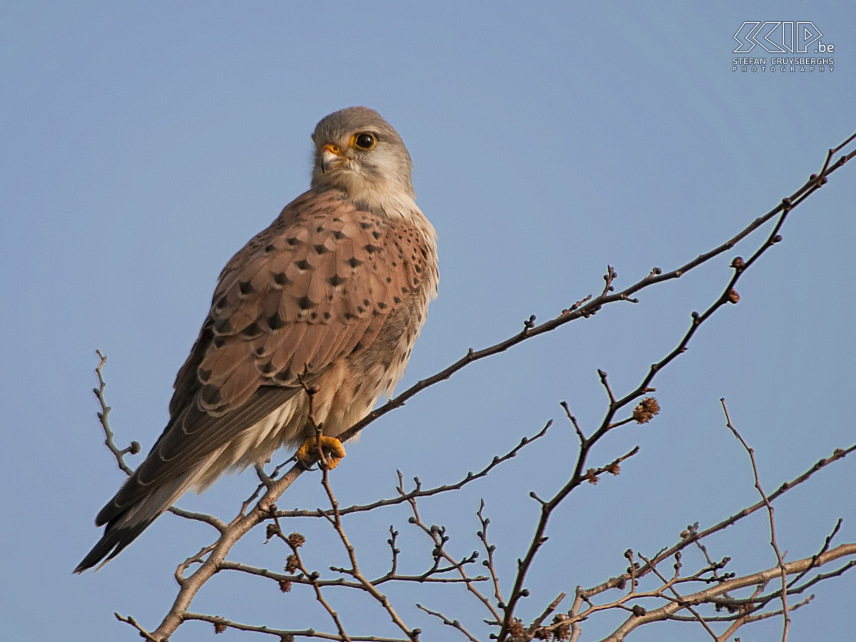 Zeeland - Torenvalk Foto's van een dagje vogels spotten in Zeeland. Stefan Cruysberghs